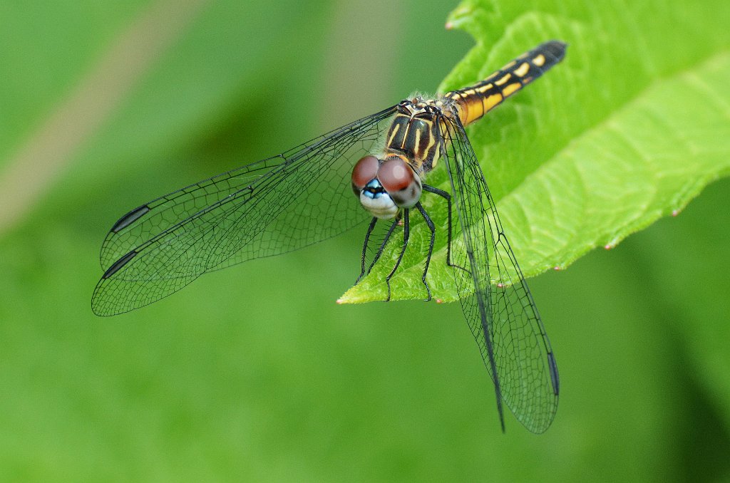 018 2013-06142902 Broad Meadow Brook, MA.JPG - Blue Dasher (Pachydiplax longipennis) Dragonfly. Broad Meadow Brook Wildlife Sanctuary, MA, 6-14-2013